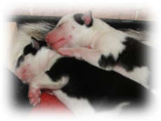 schlafender Husky auf dem Scho&szlig;