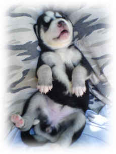 schlafend auf dem Scho&szlig;